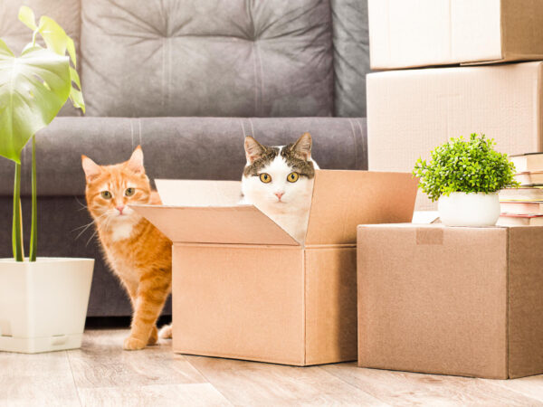 Chat déboussolé parmi des cartons de déménagement, symbolisant le bouleversement des habitudes lors d'un déménagement vers une nouvelle maison.
